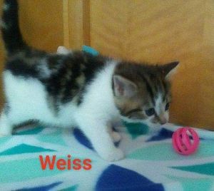 . Weis .