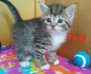 . Yang .