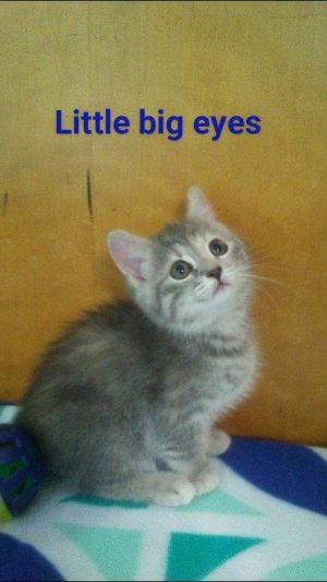 . Little Big Eyes .