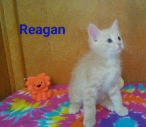 . Reagan .