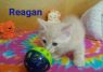 . Reagan .