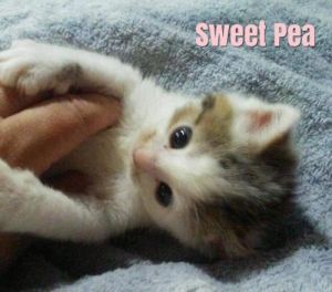 . Sweet Pea .