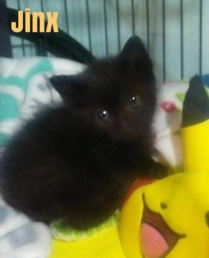 . Jinx .