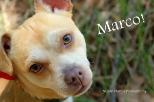 . Marco .