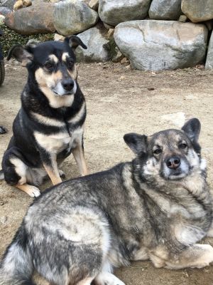 . Lynus and Chloe .