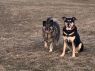 . Lynus and Chloe .