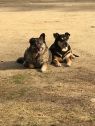 . Lynus and Chloe .