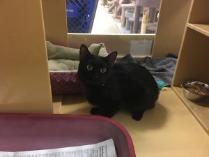 . Morris & Marcus - Meet this bonded pair at Petsmart! .