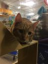 . Morris & Marcus - Meet this bonded pair at Petsmart! .