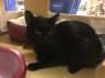 . Morris & Marcus - Meet this bonded pair at Petsmart! .