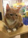 . Morris & Marcus - Meet this bonded pair at Petsmart! .