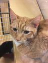 . Morris & Marcus - Meet this bonded pair at Petsmart! .