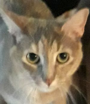 . Pippa .