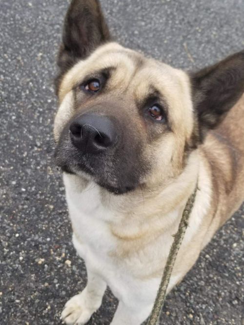 Available - Big East Akita Rescue