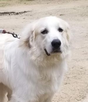 . King - Adoption Pending! .