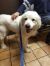 . Jess - Adopted! .