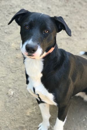 Pet Adoption - Santa Barbara Humane Society