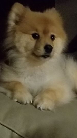 . Leo .