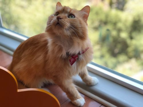 . Pumpkin .