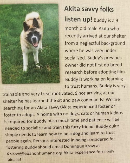 . Buddy - Courtsey Post .