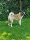 . Buddy - Courtsey Post .