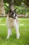 Available - Big East Akita Rescue