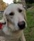 . Harry - Adopted! .