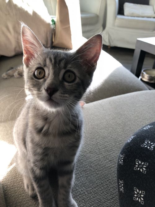 . Katia, bonded with her brother Blue .