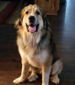 . Sully - Adopted! .