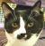 . Beethoven - CUDDLE BUG! .