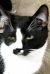. Beethoven - CUDDLE BUG! .