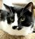 . Beethoven - CUDDLE BUG! .