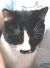 . Beethoven - CUDDLE BUG! .