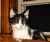 . Bach - CUDDLE BUG! .