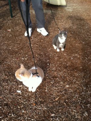. Kitty and Leo .