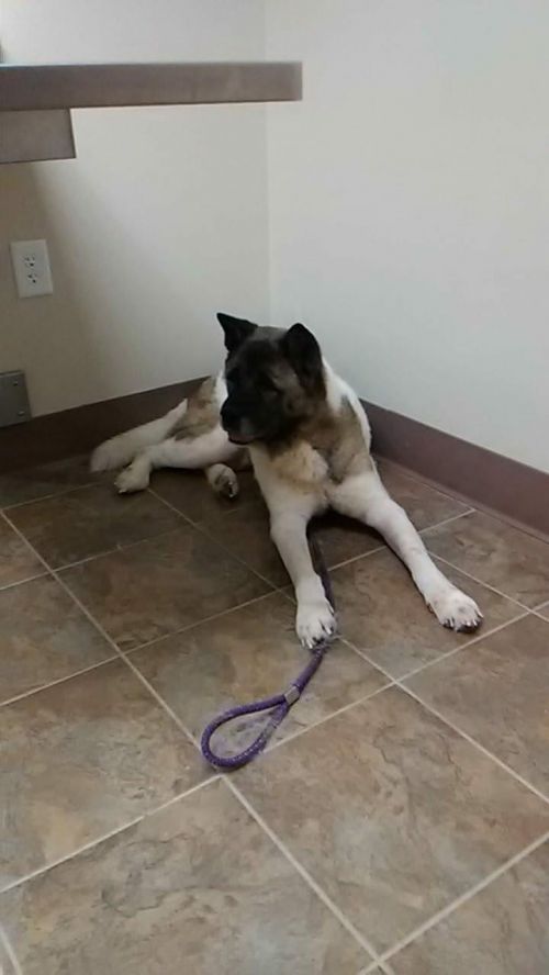 Available - Big East Akita Rescue