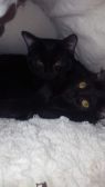 . PIPER & PRESLEY .