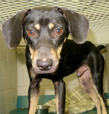 Carroll County Humane Society - Georgia