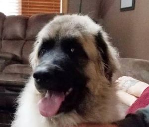 . Zander - Adopted! .