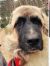 . Zander - Adopted! .