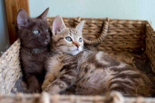 . Caramel Swirl and Cinnamon Dolce .