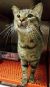 . Artsy Raphael .