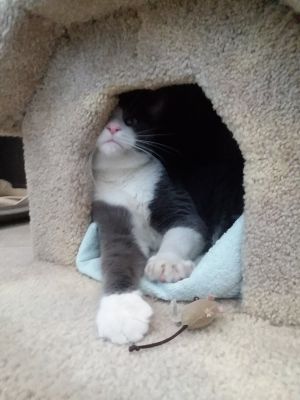 . ASHER, FIV+ (COURTESY POST) .