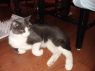 . ASHER, FIV+ (COURTESY POST) .