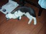 . ASHER, FIV+ (COURTESY POST) .