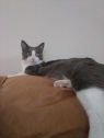 . ASHER, FIV+ (COURTESY POST) .