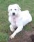 . Gracie Dabai - Adopted! .