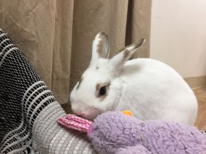 Adopt me! (SF Bay Area) | House Rabbit Society