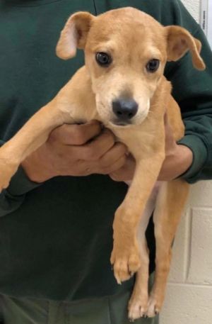 Dogs and Puppies – Henry County Humane Society, Inc. – McDonough, Georgia