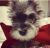 . Zoey .